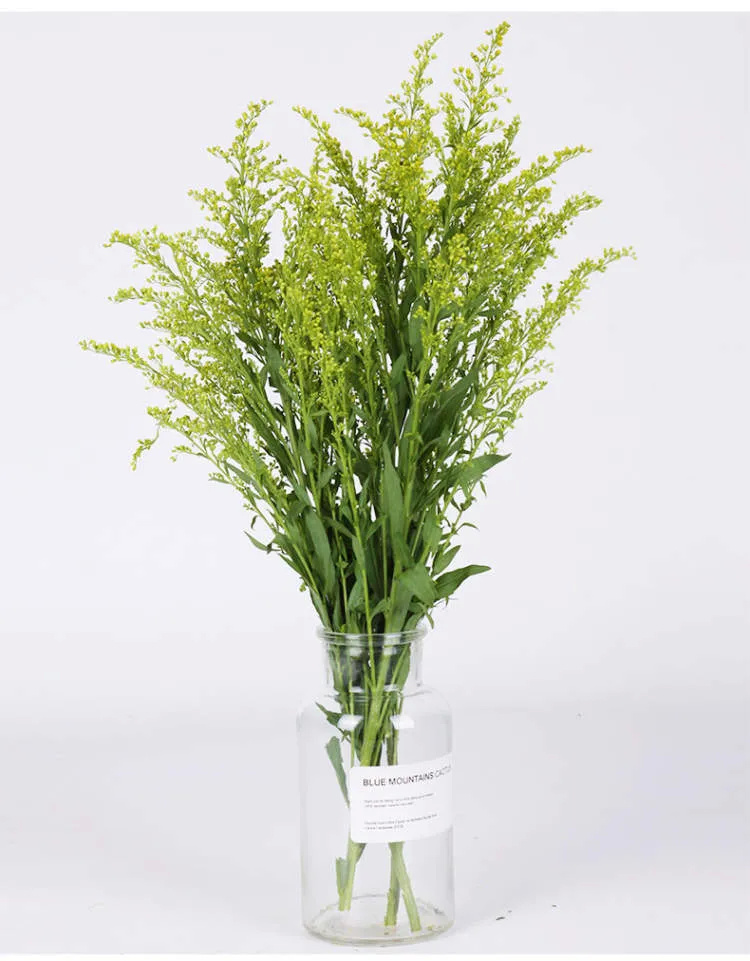 着细小黄色花苞,活泼亮丽,在花市的名字叫"黄莺花",又被称为"幸福草"