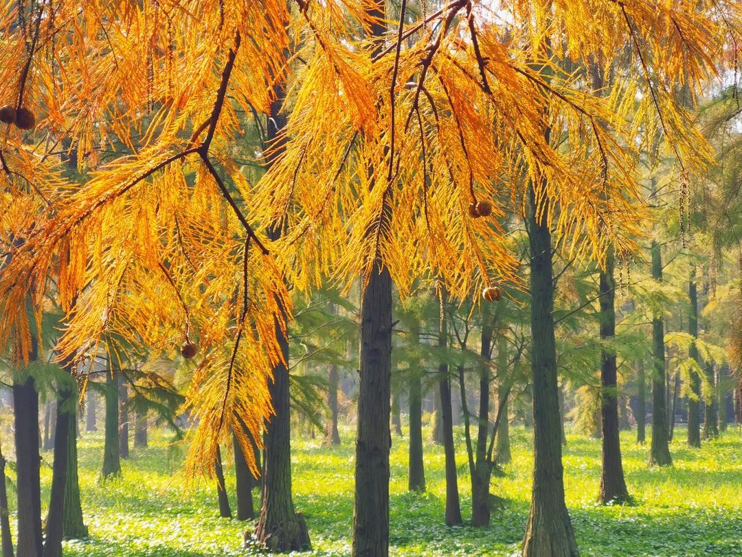 要红了 错过等一年 青西郊野公园水上森林开始 换装 上观新闻