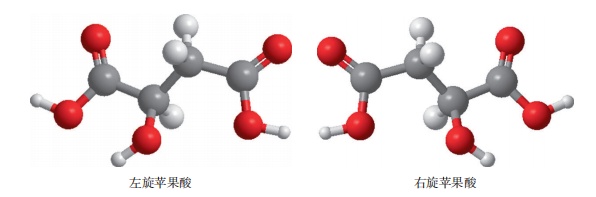 苹果酸分子结构模型
