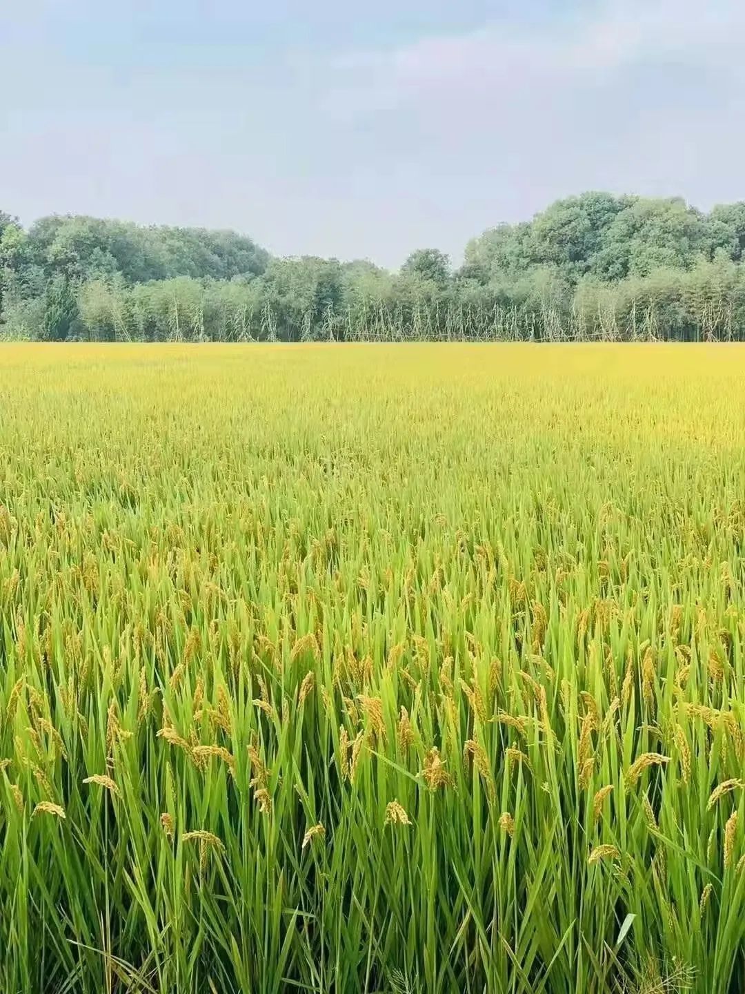 富林红,银杏黄,稻谷金.在这里,遇见上海最美的秋色