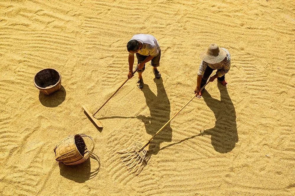原来  近期稻谷成熟  不少村民在自己房屋前的  空地上晾晒收获的稻谷