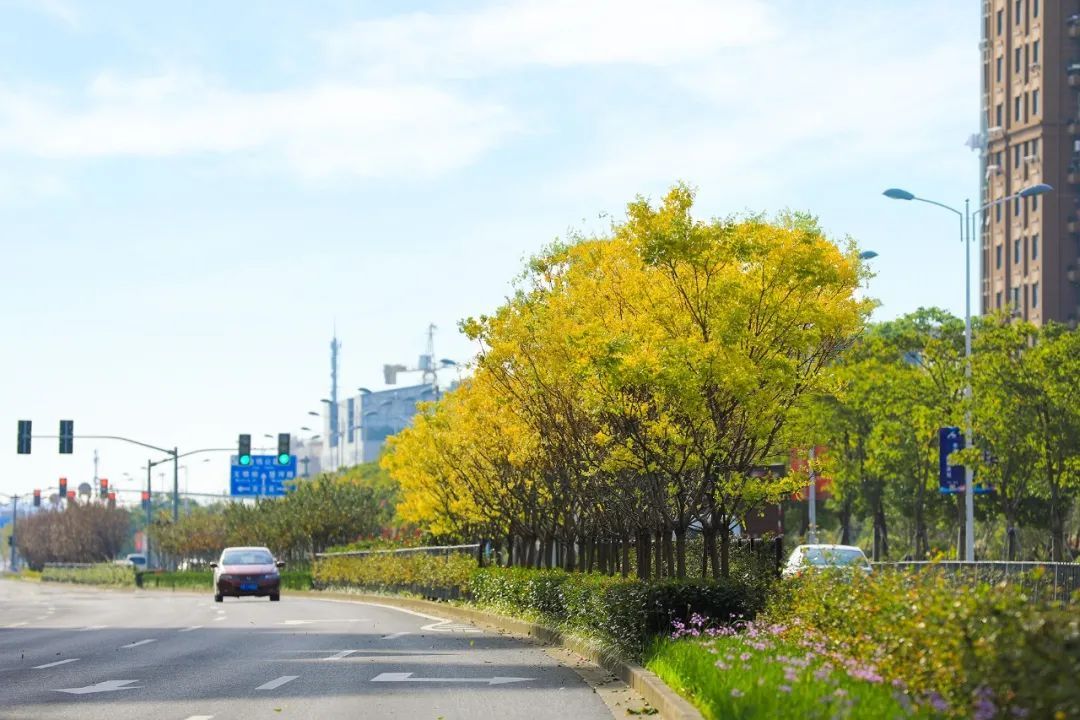 关于金汇的行道树,这些你都知道吗?