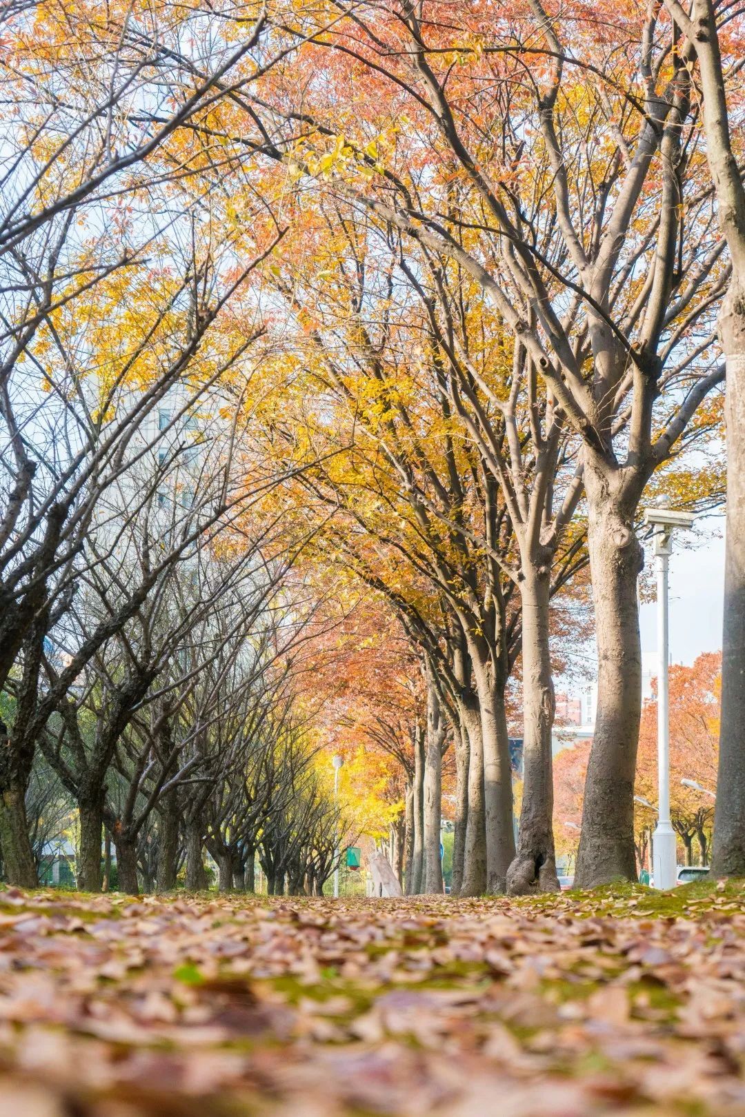 show美财 | 正是秋日好光景,落叶时节又逢君