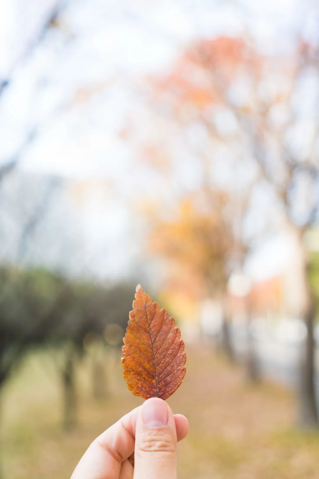 show美财 | 正是秋日好光景,落叶时节又逢君