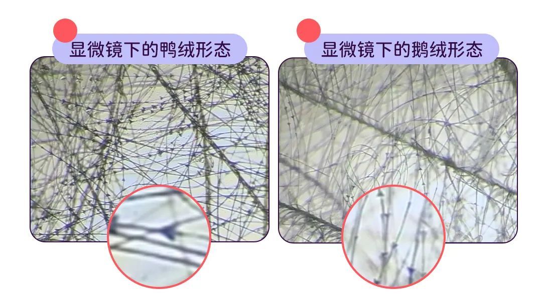 圖為顯微鏡下,鵝絨羽枝菱結較小,菱結間距較大