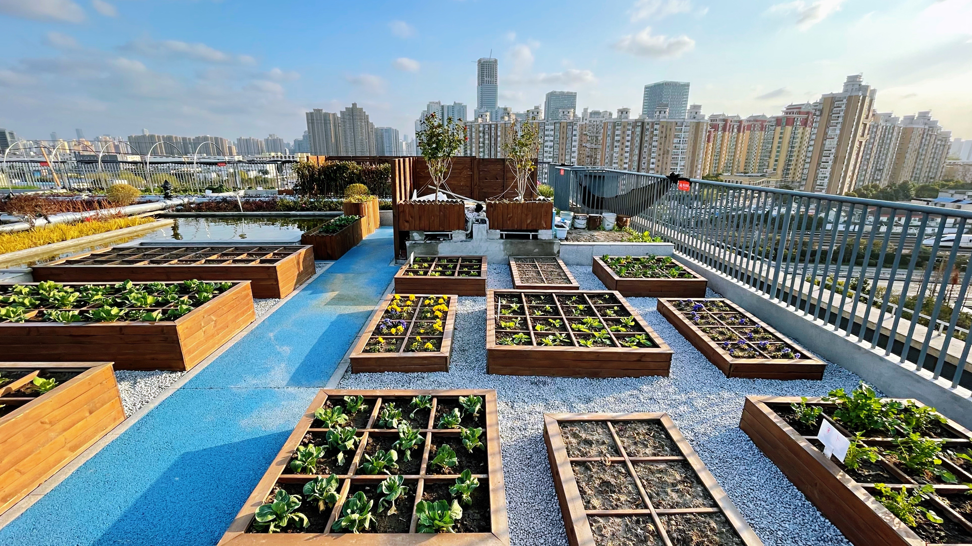 普陀这里有个屋顶上的城市花园,还能体验种菜,养鱼的农业课?