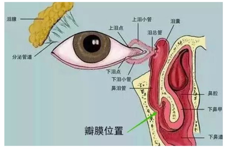 普陀眼科专家告诉你 泪点低可能是眼睛的下水道堵了