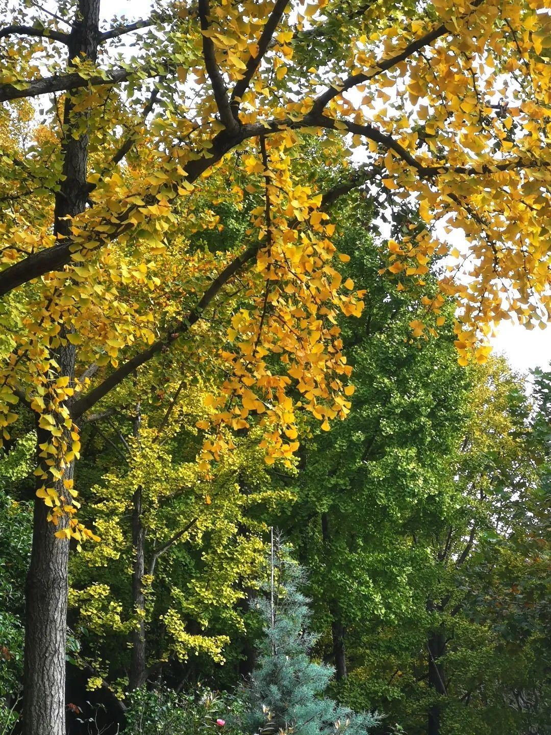 有着"上海第一古树"美誉的古树公园0001号银杏,树龄约1000年的泾南
