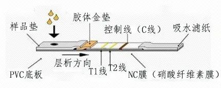 尿液什么价不露脸、不抽血，可以自己在家测艾滋？_https://www.jmylbn.com_新闻资讯_第3张