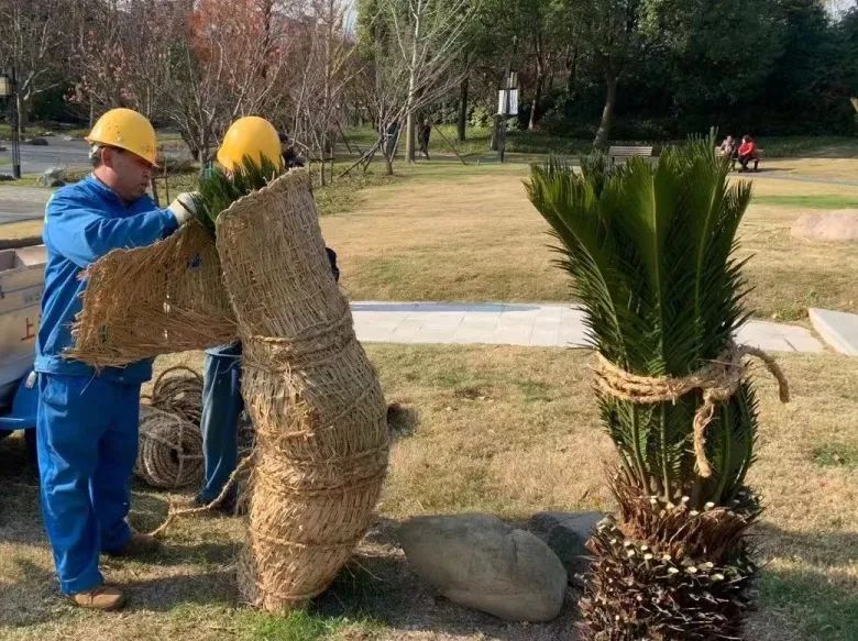 天冷刷白白,树木"穿衣"的学问你知道吗?