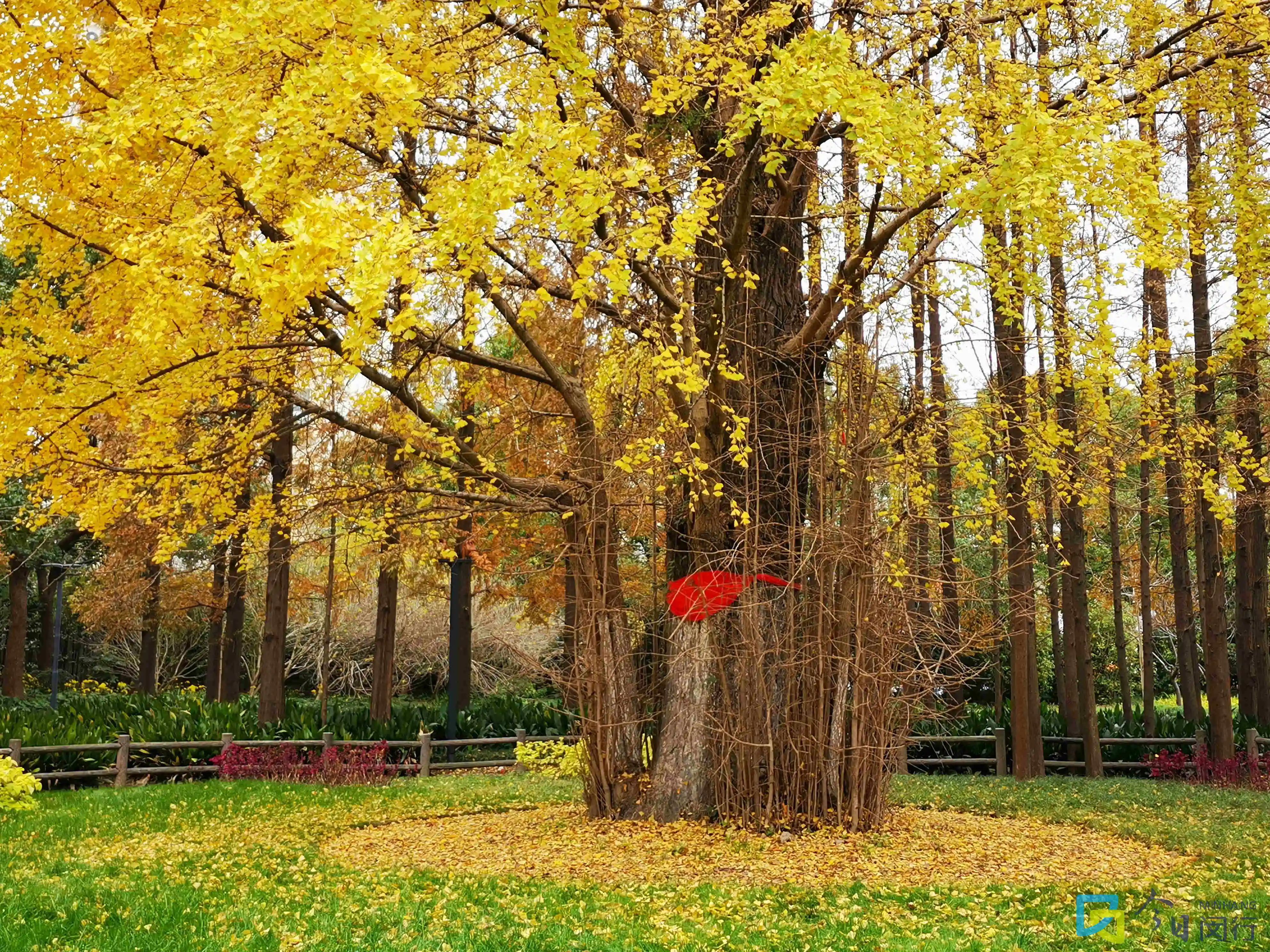 古银杏树公园图片