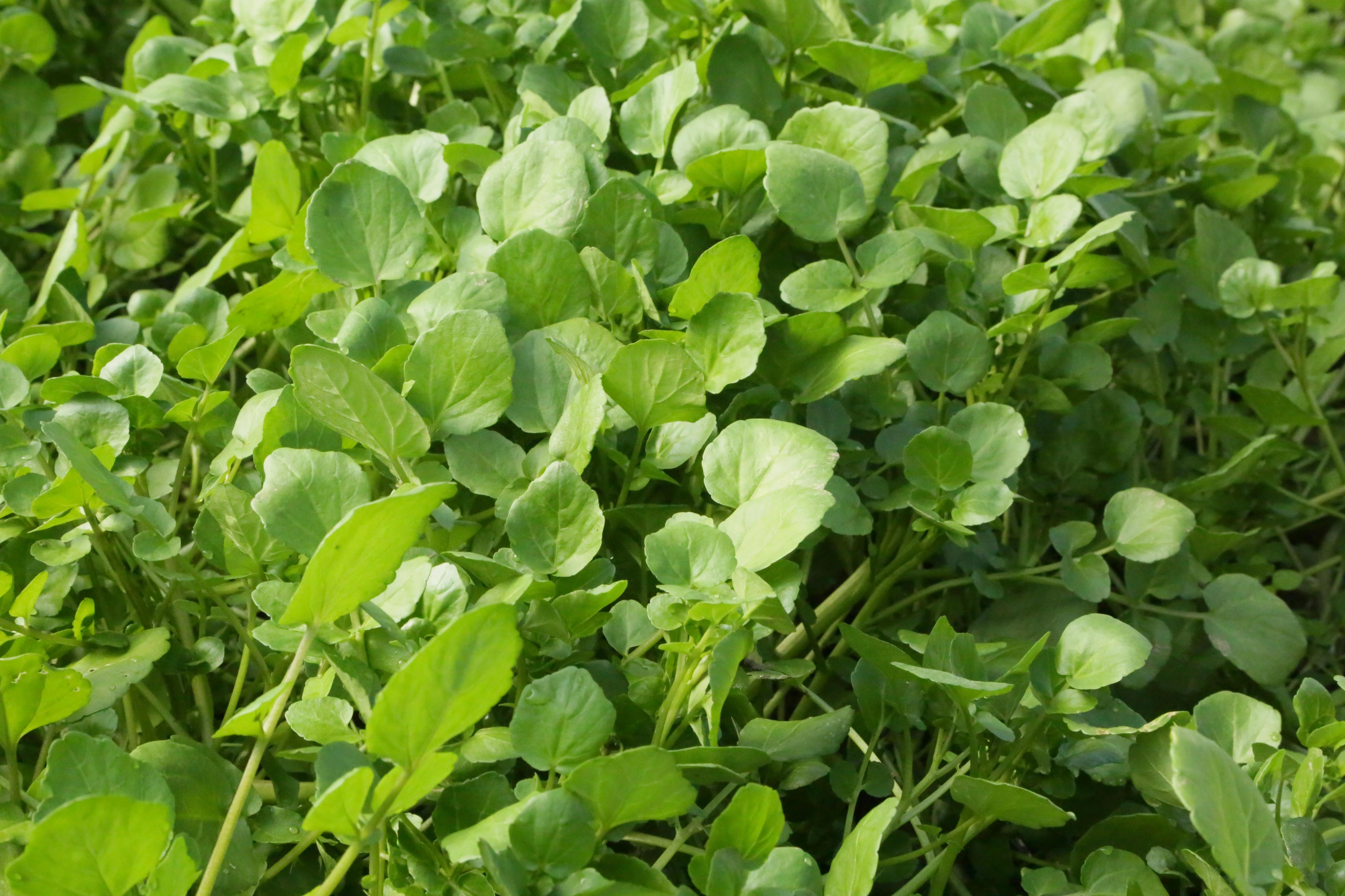豆瓣菜-中国湿地植物-图片