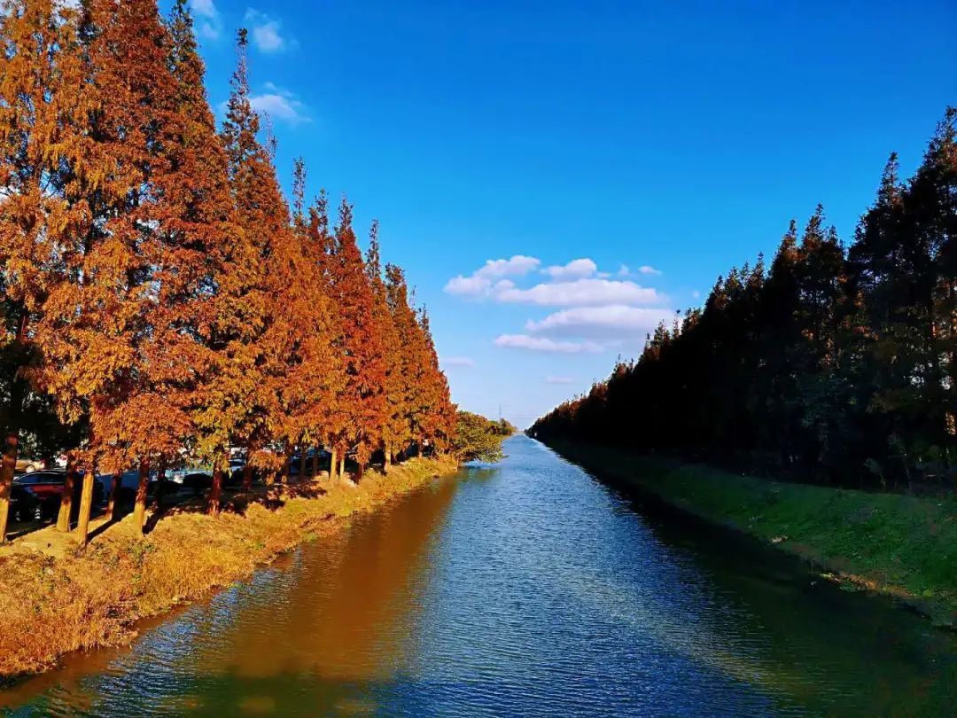 上海海灣國家森林公園