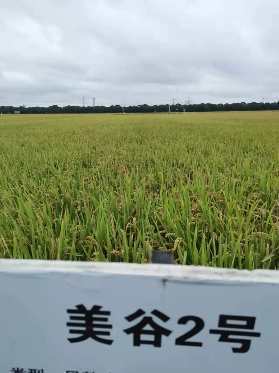 新型水稻!奉贤区自己的新品种"美谷2号"诞生啦