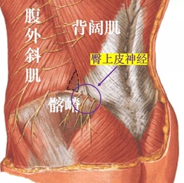 腰腿疼痛可能是臀上皮神經卡壓在作怪如何緩解看這裡