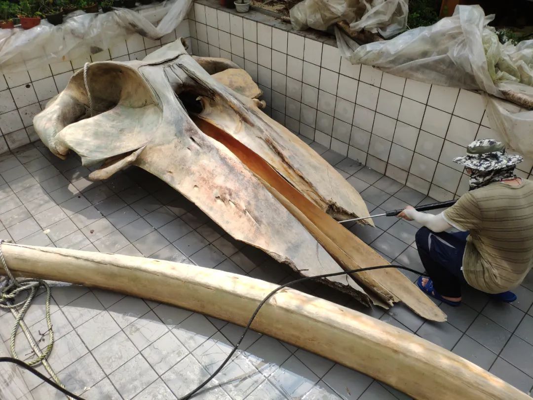 大鲸鱼归来!中国最长的长须鲸骨骼标本落户上海自然博物馆