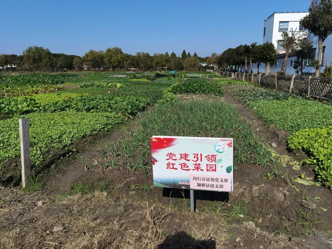 始於希望 收穫喜悅 近日 閔行區馬橋鎮同心村