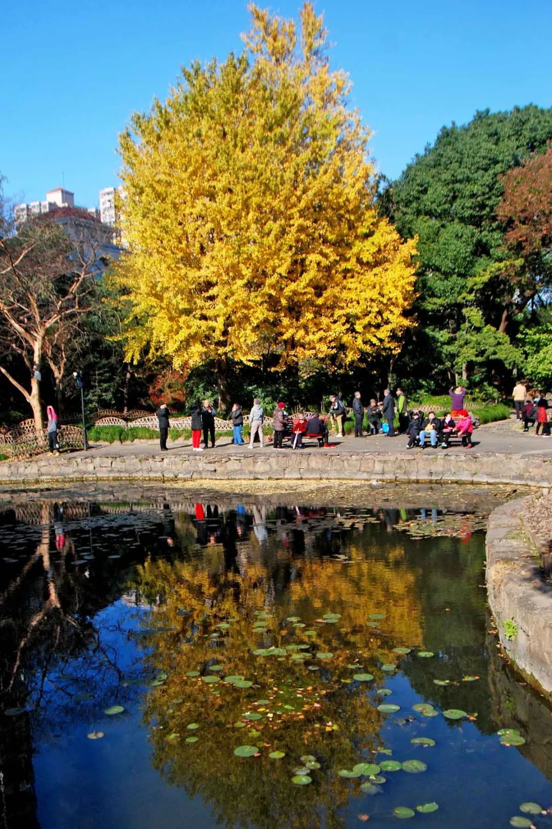 绝美!杨浦公园的深秋斑斓如画