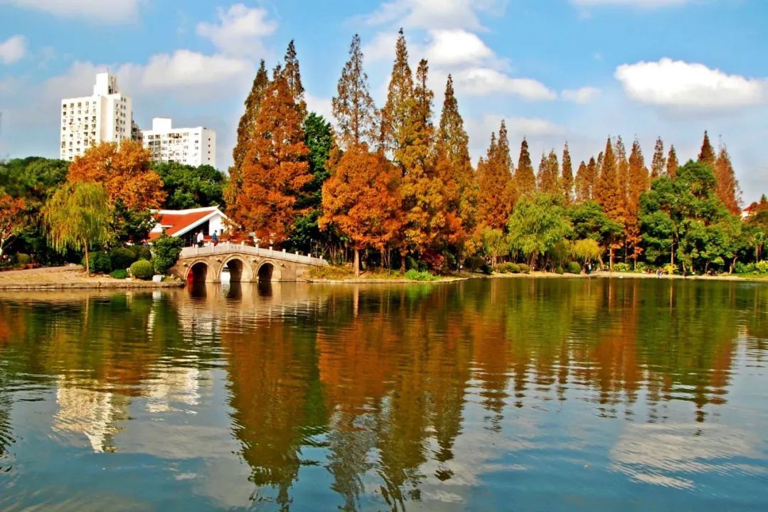 绝美!杨浦公园的深秋斑斓如画
