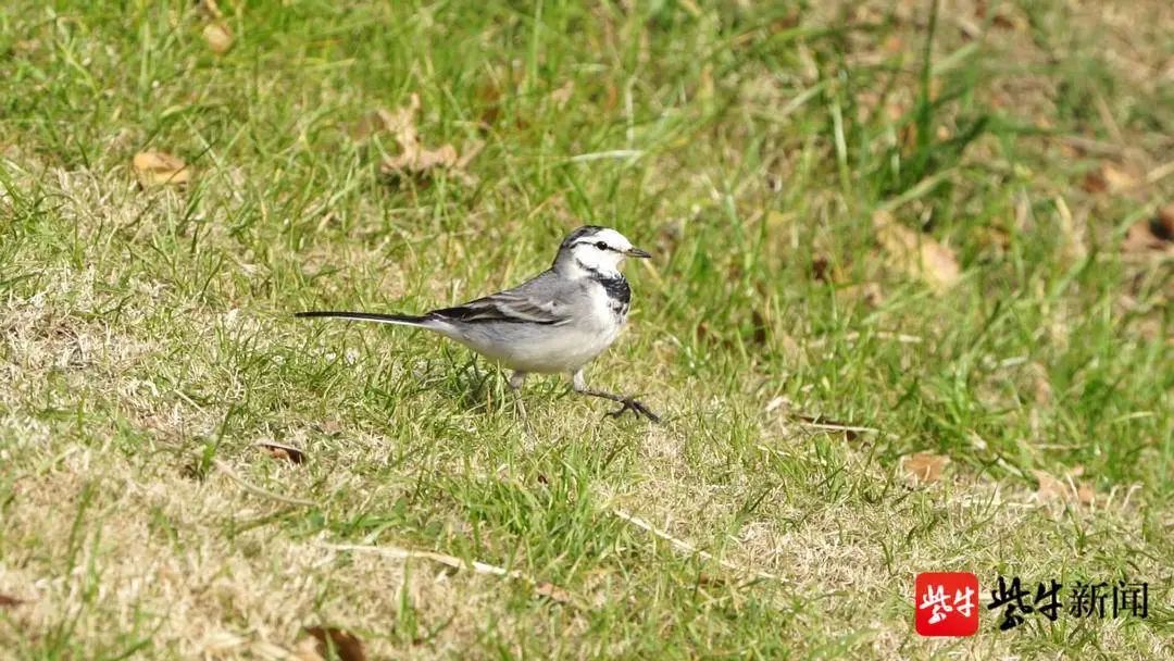 寒号鸟不是鸟,荷兰猪不是猪,那么斑鱼狗是什么?