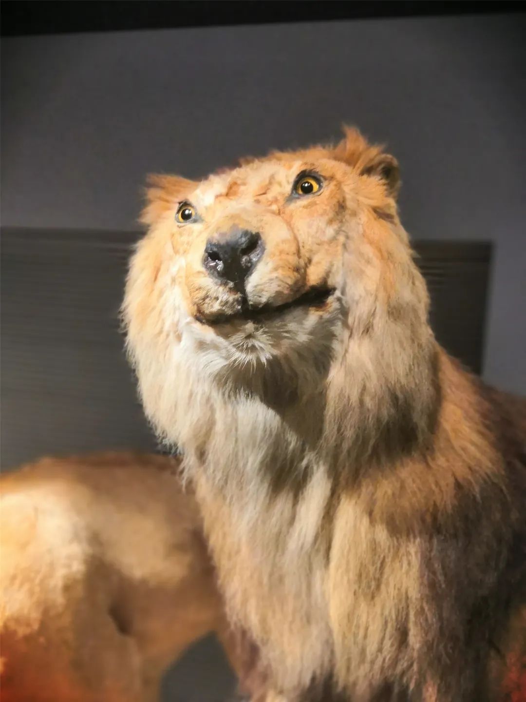 大鲸鱼自然博物馆新c位亮相,这么多惊艳标本你都打卡了吗