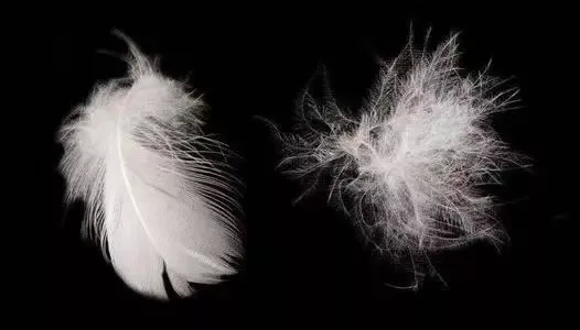 鹅绒真比鸭绒好羽绒服里为啥没有鸡绒