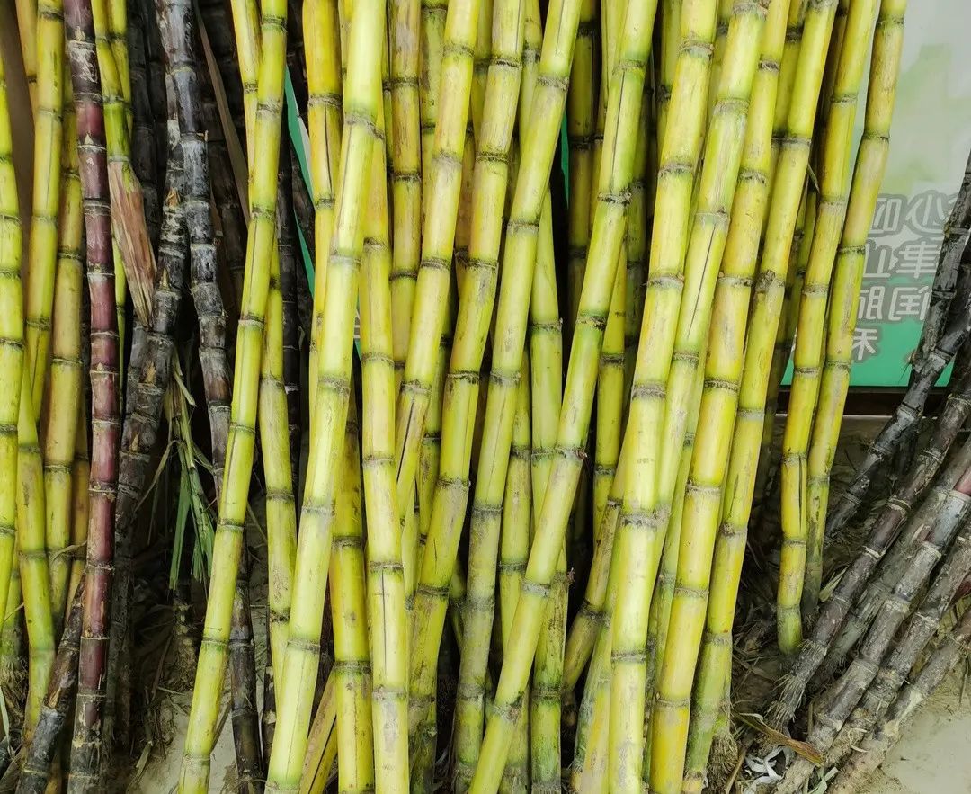有上涨,根据甘蔗的粗细和品质不同,眼下青皮甘蔗的售价在每根15到20元