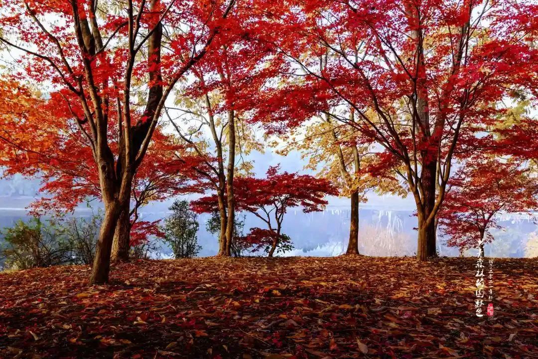 一大波枫叶美图来了 共青森林公园秋色迷人 上观新闻