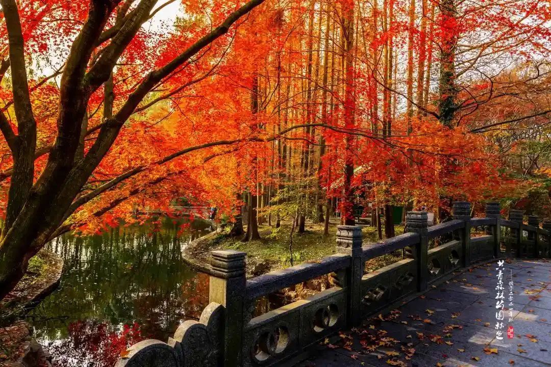 一大波枫叶美图来了 共青森林公园秋色迷人 上观新闻