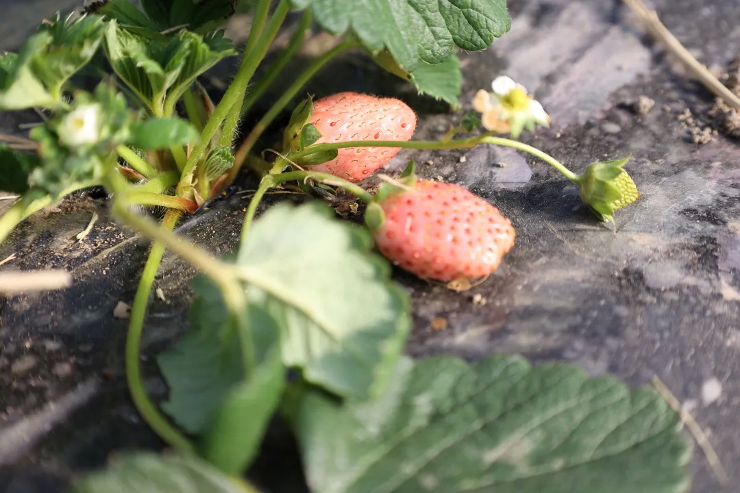 正式进入采摘期 金山这里的 菠萝莓 新鲜上市啦 上观新闻