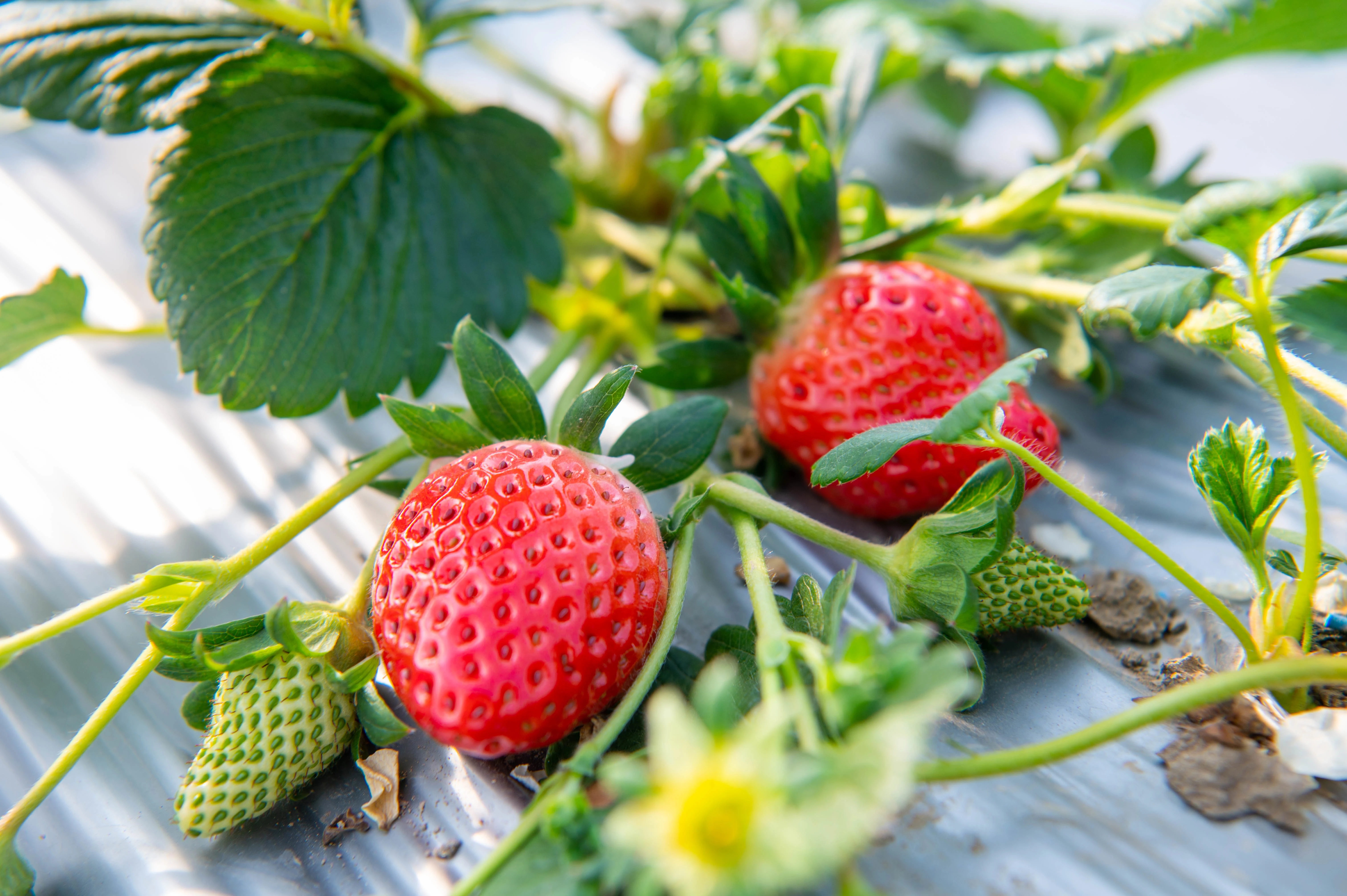 金山区漕泾镇的本地草莓熟啦快来采摘