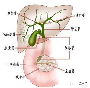 肝外胆管解剖图图片