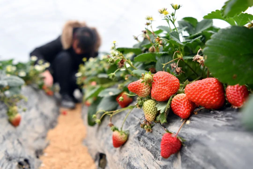 振兴莓好乡村鹤彩幸福生活青浦白鹤草莓文化节来啦