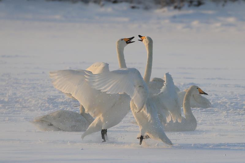 组图雪中天鹅舞生态景如画