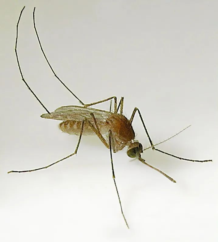 疾控话健康再见吧越冬蚊