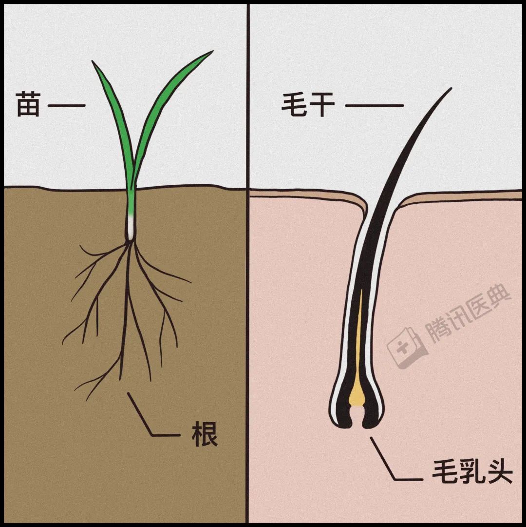 激光疗法有什么作用一篇帮人类打败脱发的文章（转给身边的他和她）_https://www.jmylbn.com_新闻资讯_第11张