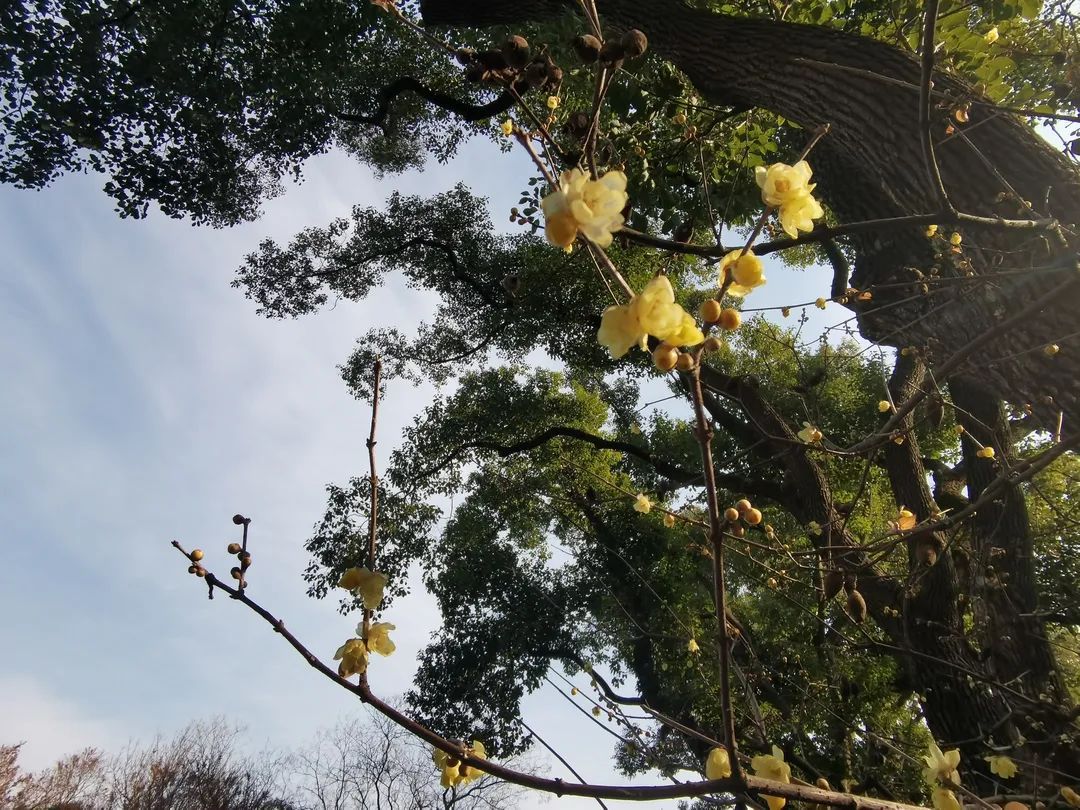 曲水园蜡梅盛开迎客来 上观新闻 曲水园蜡梅盛开迎客来 上观新闻