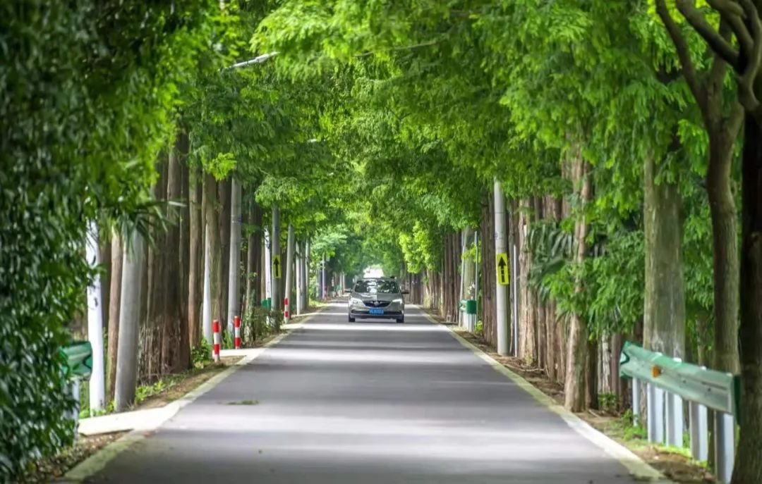 崇明绿华的宝藏道路你走过几条