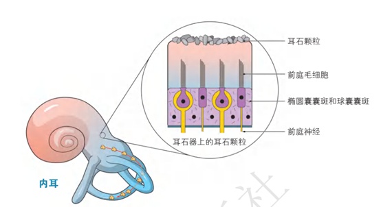 耳石构造图片图片