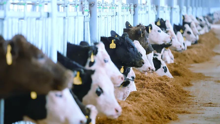 突破技术封锁！山东人用废塑料华体会- 华体会体育官网- 华体会体育APP下载瓶做的防护网能防导弹拦飞机？