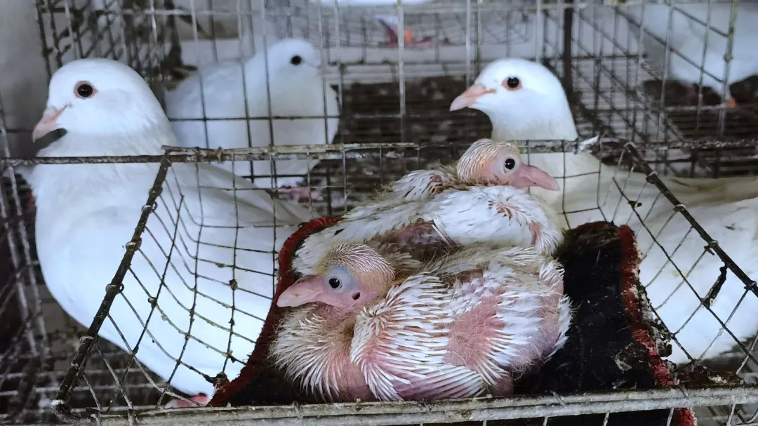 有了新进展入滇金鸽成功孵化首批小鸽子即将出栏