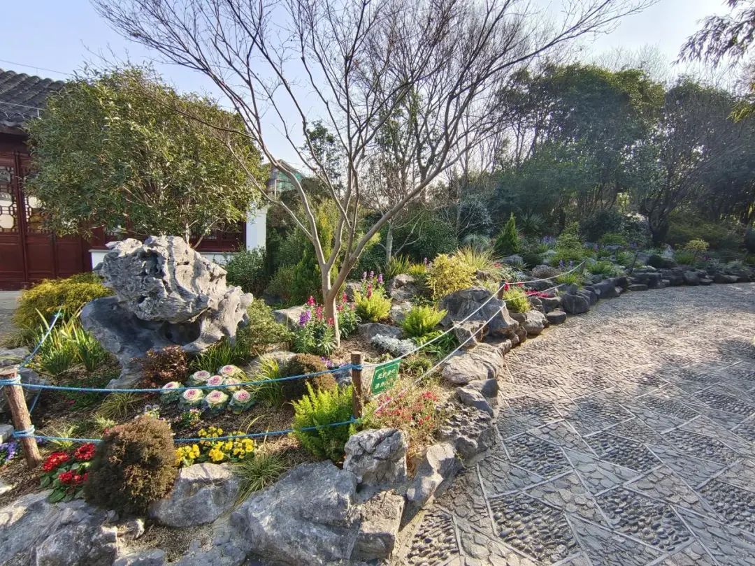 古猗园打造冬日花境喜迎新春