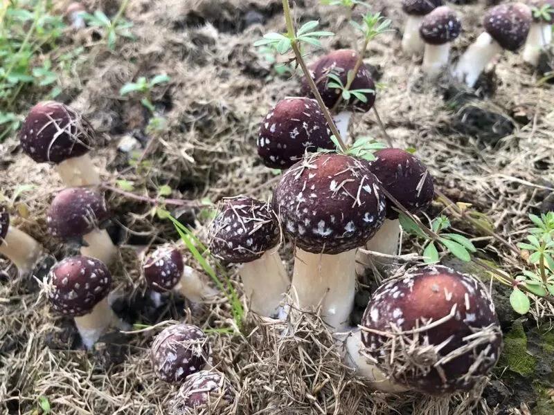 宝山这个镇打造林下经济让联合国粮农组织推荐的食用菌与石斛做邻居