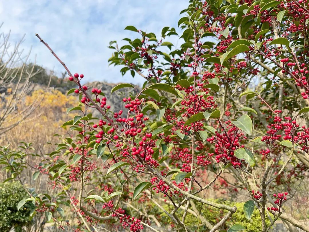 冬红 铁冬青 这些名字带 冬 的植物 你认识吗 上观新闻