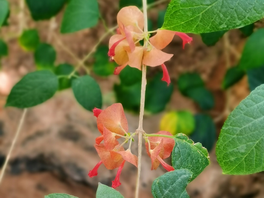 冬红 铁冬青 这些名字带 冬 的植物 你认识吗 上观新闻