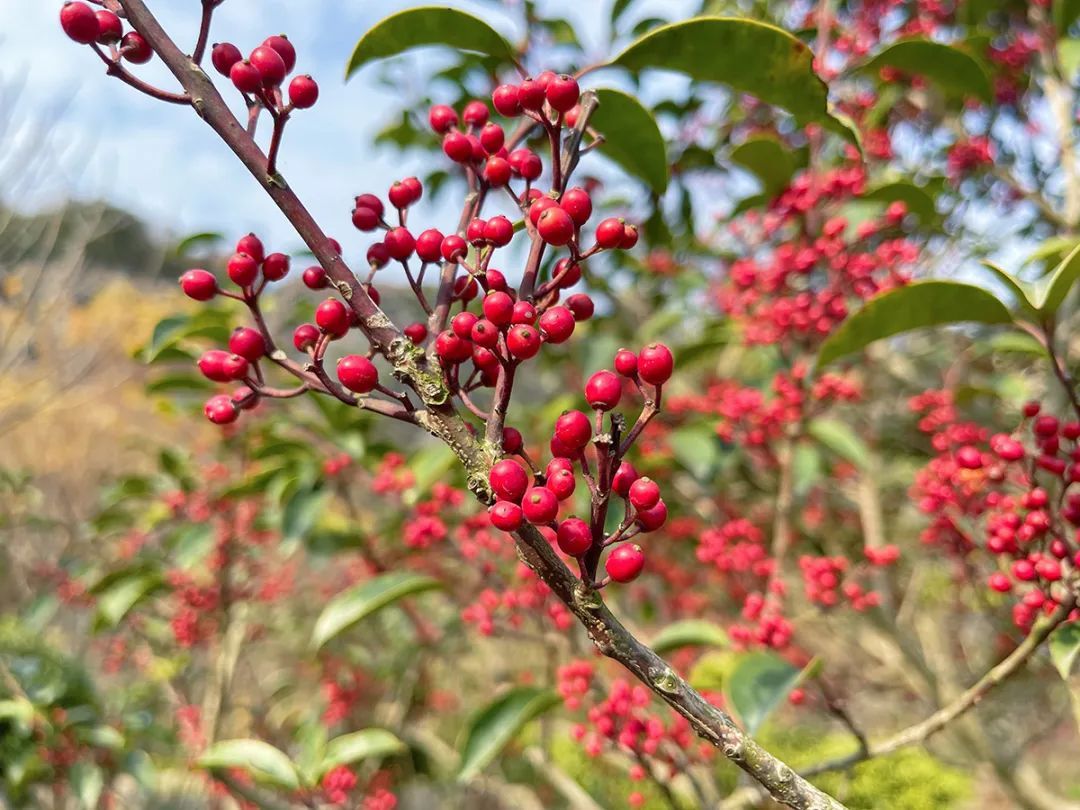 冬红 铁冬青 这些名字带 冬 的植物 你认识吗 上观新闻