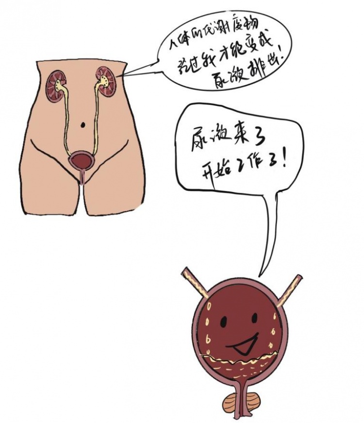 压力治疗是什么浦东医生话养生 ｜ 什么是压力性尿失禁？怎么预防和治疗？医生科普来啦！_https://www.jmylbn.com_新闻资讯_第2张