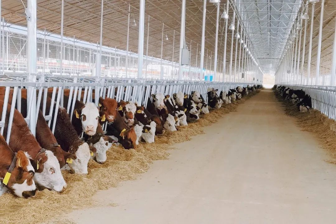 上海鹏欣集团在鲁甸已选址落实3个万头能繁母牛场,1