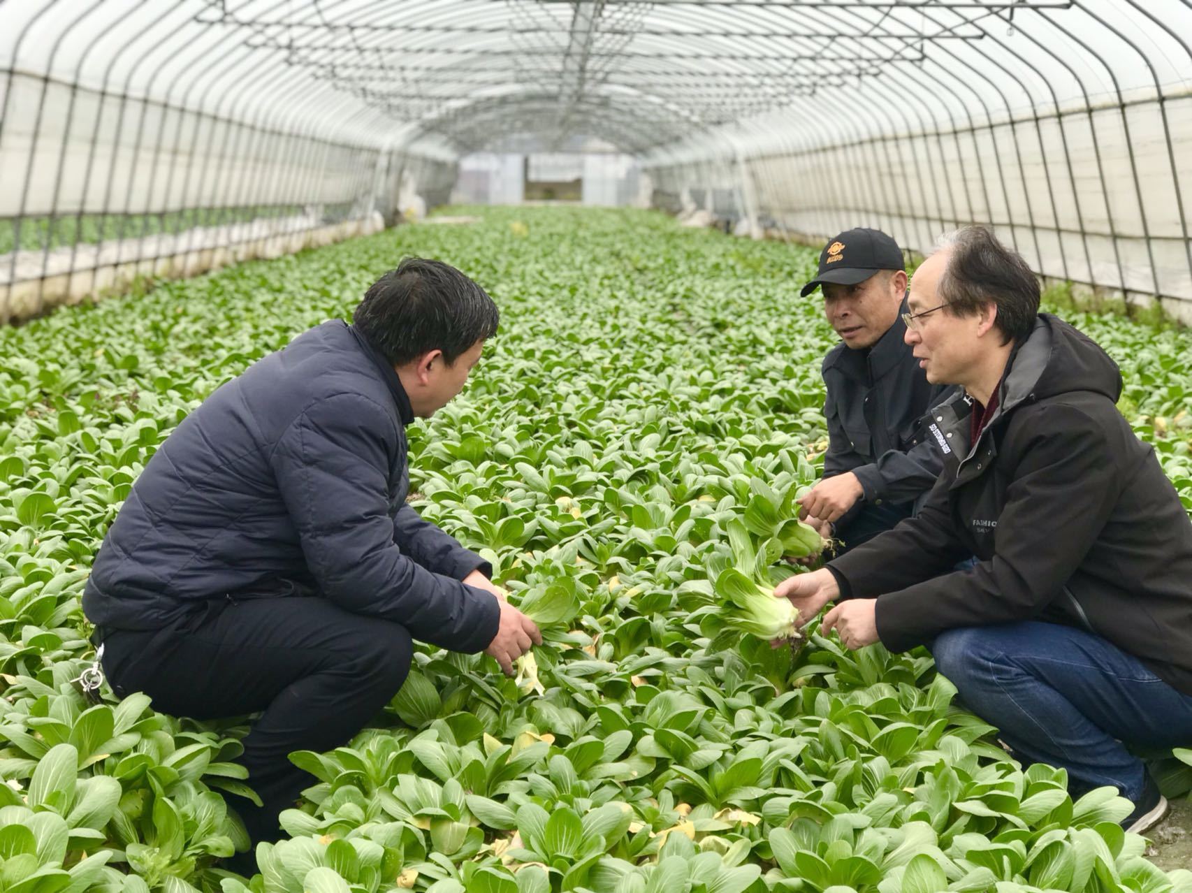 稳住春节 菜篮子 松江蔬菜日上市量可达93吨 上观新闻