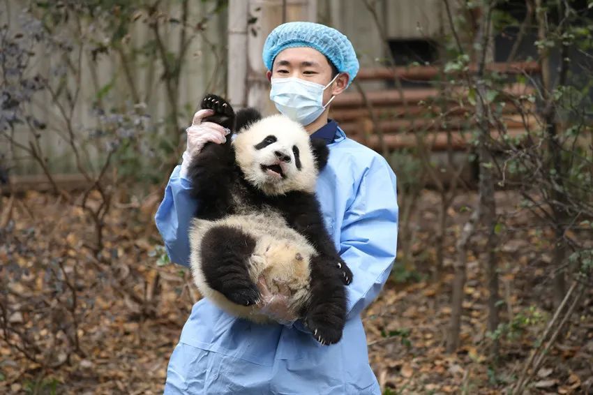 萌翻了熊猫宝宝申请加入春节气氛组